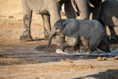 Çamurdaki Afrika fili
