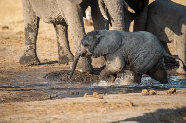 Çamurdaki delikten su içen fil.