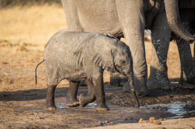 Bir su birikintisindeki su birikintisinden su içen Afrika fili..