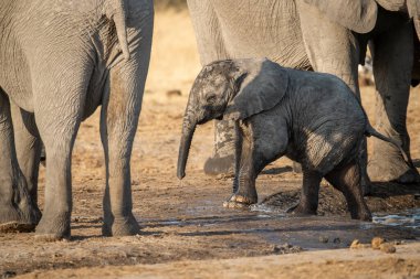Güney Afrika 'daki Kruger Ulusal Parkı' nda sudan su içen bir fil.