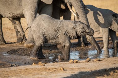 Namibya 'daki Etoşa Ulusal Parkı' nın su birikintisinden su içen fil.