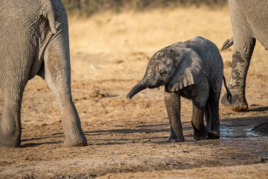 Afrika fili Kruger Park, Güney Afrika