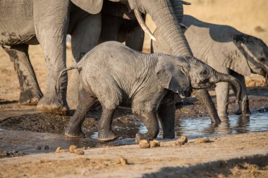Sudan su içen filler