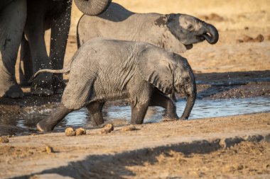 Kruger Milli Parkı içinde Afrika fili