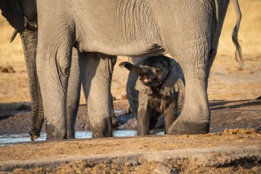 Afrika fili Güney Afrika 'daki Kruger Ulusal Parkı' nda sudan süt içiyor.