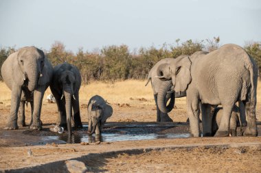Afrika çalı fili su birikintisinde