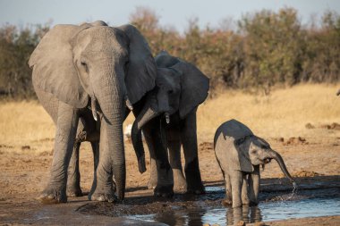 Afrika fili bir su birikintisinde su içiyor.