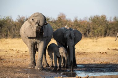 Sudaki Afrika filleri
