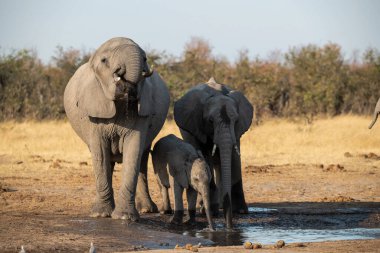 Afrika fili, Loxolodonta Africana