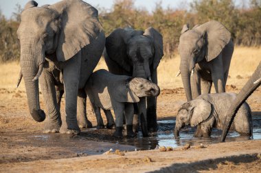 Etoşa Ulusal Parkı, Namibya 'daki su birikintisinde fil içiyor.