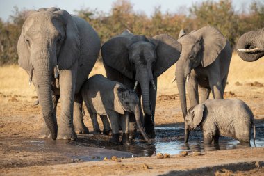 Sudaki delikten su içen bir fil.