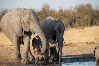 Afrika fili içme suyu