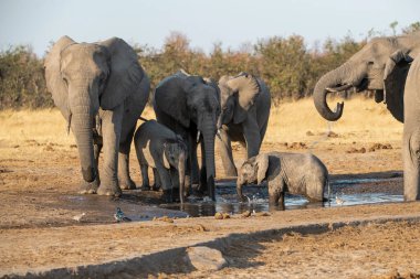 Botswana, Chobe nehrindeki su birikintisinden su içen filler..