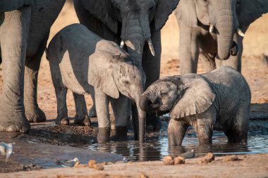 Annesiyle su içen bir fil.