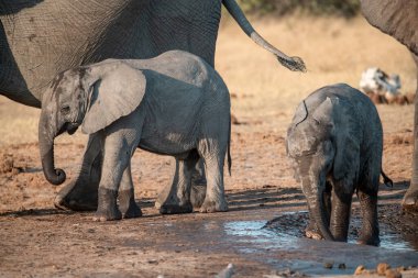Chobe Park 'taki su birikintisinde Afrika filleri. botswana