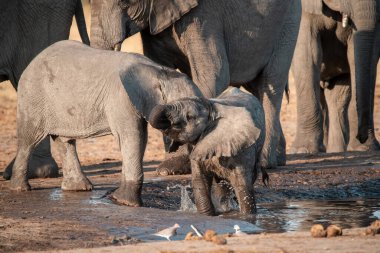 Etoşa Ulusal Parkı 'ndaki bir bardan su içen Afrika fili. namibya.