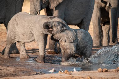 Çamurdaki delikten suyla dolu bir fil