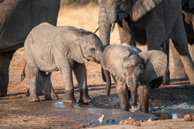 Afrika fili su birikintisinden su içiyor.