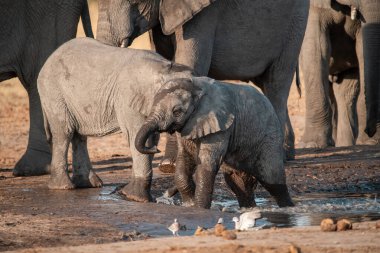 Afrika filleri sıcak bir delikte su içiyor.