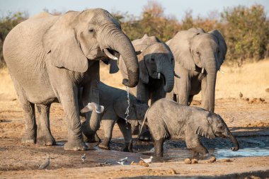 Afrika fili su birikintisinde