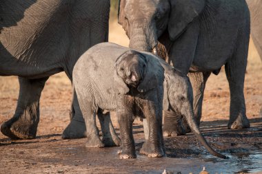 Afrika bozkırlarında yürüyen bir anne ve bebek fil, namibya