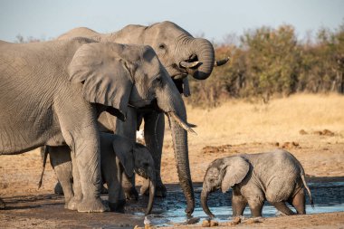 Afrika fili, Loxoloafricana afrikanası