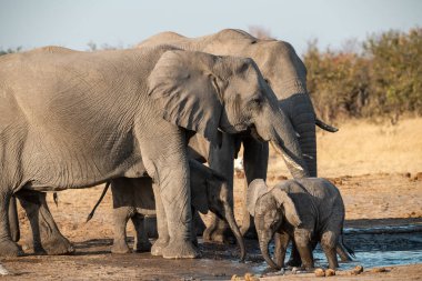 Fil ailesi su birikintisinde su içiyor, etosha ulusal rezervi, namibya