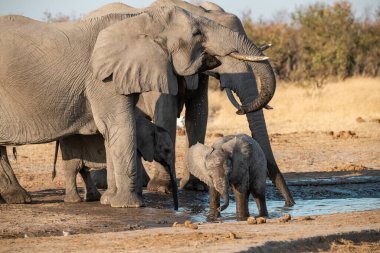 Kruger Park 'taki Afrika filleri