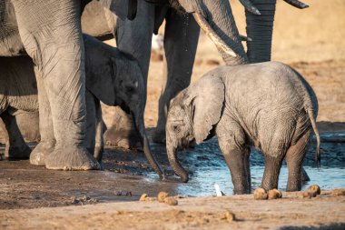 Afrika fili Etoşa Ulusal Parkı, Namibya 'daki çamurdaki bir su birikintisinden su içiyor..