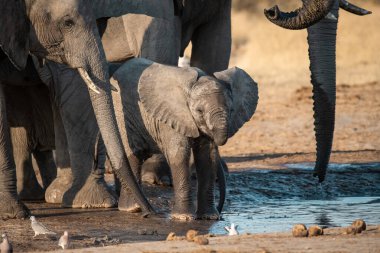 Kruger Park 'taki Afrika fili