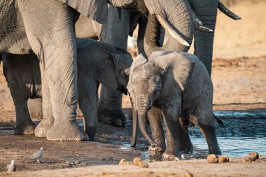 Su birikintisindeki su birikintisindeki şirin bir Afrika filinin yakın plan fotoğrafı.