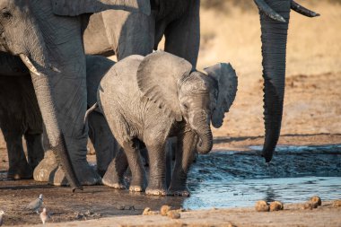 Afrika filleri su birikintisinde