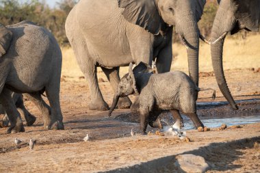 Kruger Ulusal Parkı 'nda su içen bir grup Afrika fili..