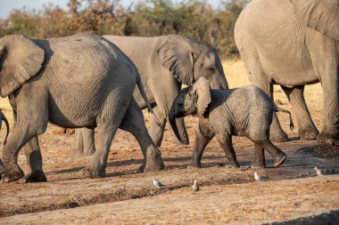 Güney Afrika 'daki Kruger Ulusal Parkı' ndaki su birikintisinde fil ailesi yürüyor..