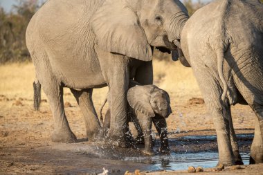 Afrika savanasında fil suyu içiyor.