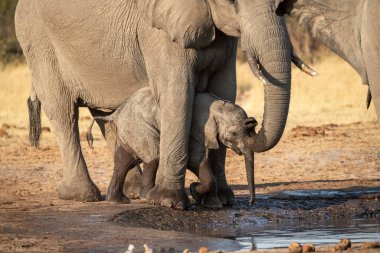 Afrika savanasındaki su birikintisinde su içen bir fil.