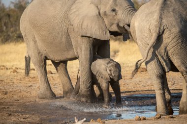 Afrika filleri, su içen anneler.