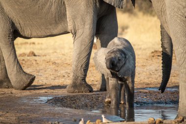Etoşa Ulusal Parkı 'nda bir fil.