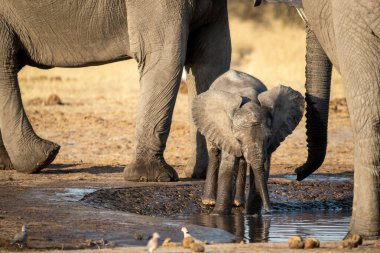 Namibya 'daki Etoşa Ulusal Parkı' ndaki su birikintisindeki su birikintisinden su içen bir fil..
