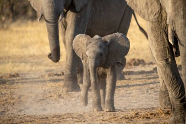 Anne ve küçük bebek fil savandalar.