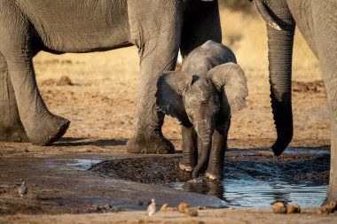 Su birikintisinde su içen bir Afrika filinin yakın plan fotoğrafı.