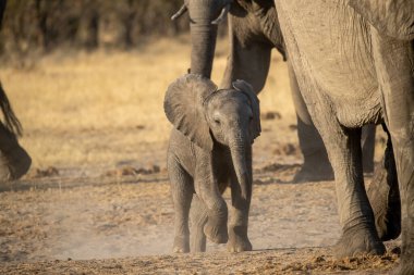 Savanada yürüyen bir fil