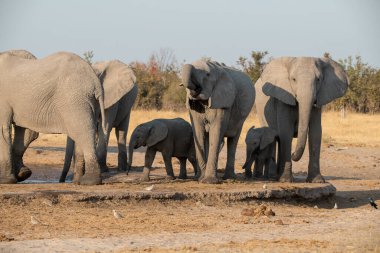 Afrika fili, Loxodonta Africana Güney Afrika 'daki Kruger Ulusal Parkı' ndaki bir delikten su içiyor..