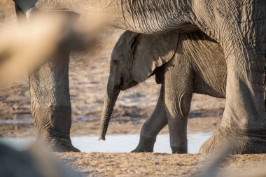 Afrika fili Kruger Park, Güney Afrika 'da yürüyor.