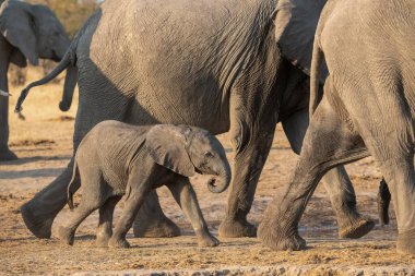 Annesiyle birlikte Afrika fili.