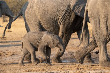 Afrika çalı fili, loxodonta africana, Chobe Chobe Botswana 'da bir su birikintisinde bebeğiyle yürüyen genç yetişkin bir anne.