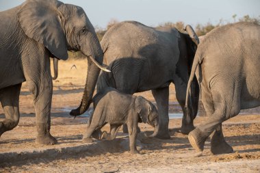 Afrika filleri Kruger Park 'ın güneyinde
