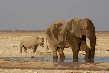 Etoşa Ulusal Parkı, Namibya 'daki su birikintisinde su içen bir vahşi fil sürüsü..