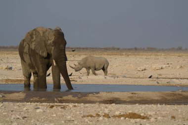 fil içme suyu etkin ulusal park, Namibya