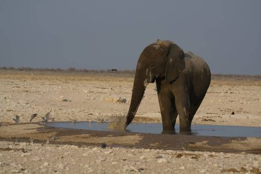 Şirin bir filin içme suyu yakın plan çekimi.